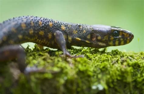 yellow spotted lizard diet|Yellow Spotted Lizard – Species Description .